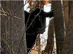A cow peeking thru the trees at BLAKE FARMS FAMILY RV RESORT - thumbnail
