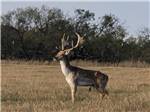 A deer in a grassy area at SKYE TEXAS HILL COUNTRY RESORT - thumbnail