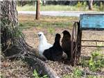 Three chickens sitting by a tree at CEDAR BEND RV PARK - thumbnail