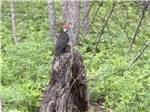 A woodpecker perched at WHISPERING PINES RV PARK - thumbnail