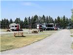 A road leading to RV sites at WHISPERING PINES RV PARK - thumbnail