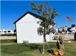 A scarecrow next to a tree and building at THE RV RESORT - thumbnail