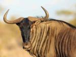 Wildebeest looking at the camera at WILD ADVENTURES SAFARI CAMPGROUND - thumbnail