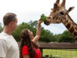 Feeding a giraffe at WILD ADVENTURES SAFARI CAMPGROUND - thumbnail