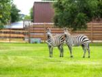 Zebras at WILD ADVENTURES SAFARI CAMPGROUND - thumbnail