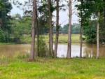 Tall trees and horses near the pond at STARRVILLE RV RESORT - thumbnail