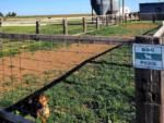 Dog laying in a dog park at The Silos at Canyon RV Park - thumbnail