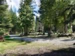 Sites in the trees at Lost Moose Campground - thumbnail