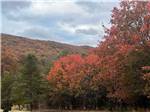 Trees displaying their fall colors at HEAVENLY HILLS NATURE RETREAT - thumbnail