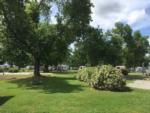 Sites with trees at Pecan Grove RV Park - Kenedy - thumbnail