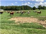 Enjoy watching a herd of Longhorns - thumbnail