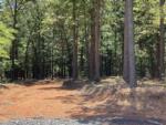 Gravel road and trees at Dew Drop In - thumbnail