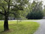 Large tree at Oak Fern RV Park - thumbnail