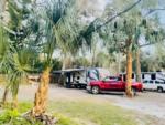 RVs in sites with palm trees - thumbnail