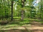 Woods at site Rolling Meadows Family Campground - thumbnail