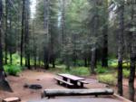 Wooded campsite at Cabins By The Creek - thumbnail