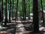 Walk way at site Cora's Cabins (Savannahs Events) - thumbnail