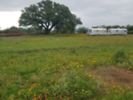 Airstream trailers in a field at Atomic Ranch Retro Resort - thumbnail