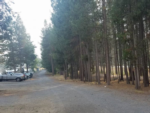 Tree lined road at Crescent RV Park - thumbnail