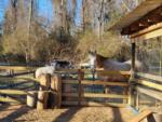 Horse and goat in a petting farm at HITCHINPOST RV PARK AND CAMPGROUND - thumbnail