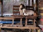 Two goats in a petting farm at HITCHINPOST RV PARK AND CAMPGROUND - thumbnail