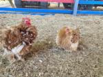 Chickens on the ground of a petting farm at HITCHINPOST RV PARK AND CAMPGROUND - thumbnail