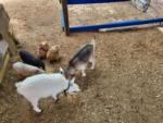 Goats, chickens and pigs in petting farm at HITCHINPOST RV PARK AND CAMPGROUND - thumbnail