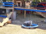 Pigs on a swing and goat in a petting farm at HITCHINPOST RV PARK AND CAMPGROUND - thumbnail