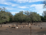Goats in a pen at Goat Pen RV Park - thumbnail