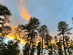 Tall trees at sunset at Midtown Mountain Campground - Riverside - thumbnail