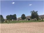 Grassy area with trees at Mountain Meadows RV Park - thumbnail