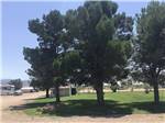 Shaded grassy area at Mountain Meadows RV Park - thumbnail