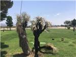 Joshua trees at Mountain Meadows RV Park - thumbnail