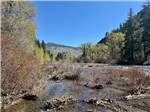 Creek by the river - thumbnail