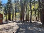 Tall trees at the campground - thumbnail