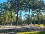 Shaded RV sites at WILLIS HILLSIDE RV RESORT - thumbnail