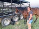 A woman tending to a horse near a horse trailer at SILVER WIND RV PARK AND CABINS - thumbnail