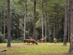 Deer at Paradise Ranch RV Resort - thumbnail