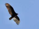 Bird in flight against a blue sky at C&W RV PARK - thumbnail