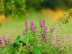 Lilacs in the field at C&W RV PARK - thumbnail