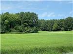 Grass field surrounded by trees - thumbnail
