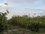 Bamboo forest - thumbnail
