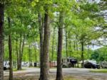 Sites shaded by trees at MOUNTAIN TOP RV PARK - thumbnail