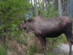 Moose eating tree leaves - thumbnail