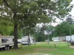 RVs among the trees at PINE RIDGE RV PARK - thumbnail