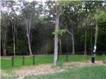 Grassy area in the trees at The Oaks RV Resort - thumbnail