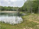 The pond on a sunny day - thumbnail