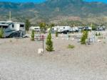 RVs in sites at COTTONWOOD SPRINGS RV RESORT - thumbnail