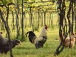 Chickens in the vineyard at HOPEWELL BRIDGE WINERY & RV PARK - thumbnail