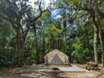 Glamping tent under shade trees at Timberline Glamping at Sarasota - thumbnail